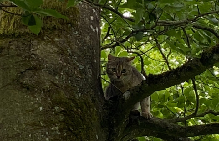 Getigerte Katze sitzt zwischen den Ästen eines Baumes und blickt in die Kamera.