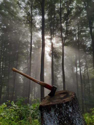 Eine Axt steckt im Vordergrund in einem Baumstamm. Im Hintergrund liegt ein leicht nebliger Wald.